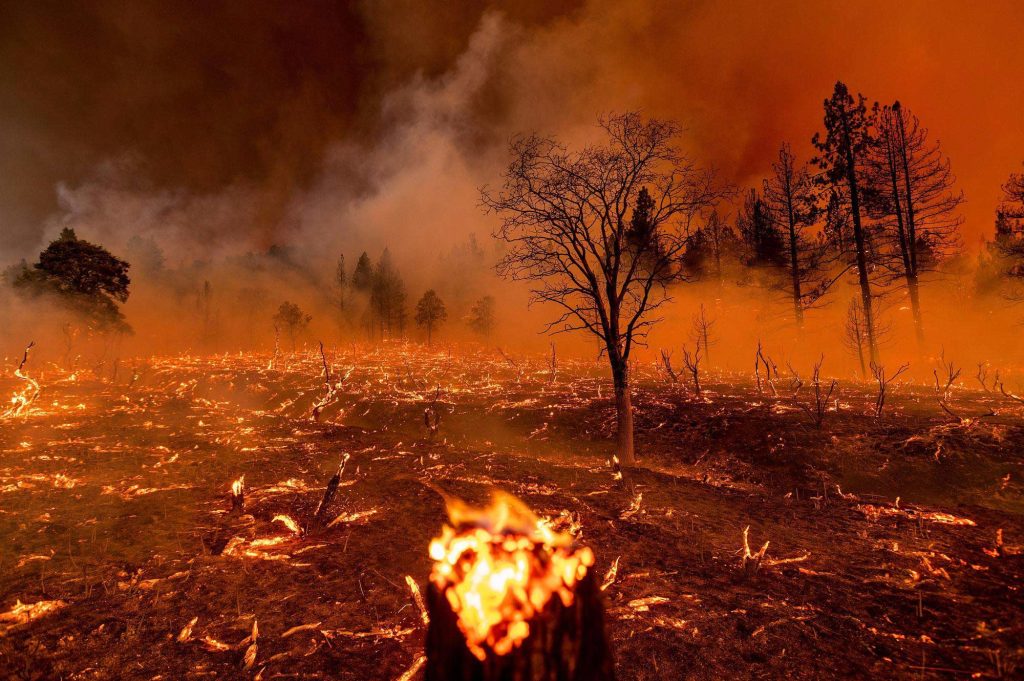 burning forest image