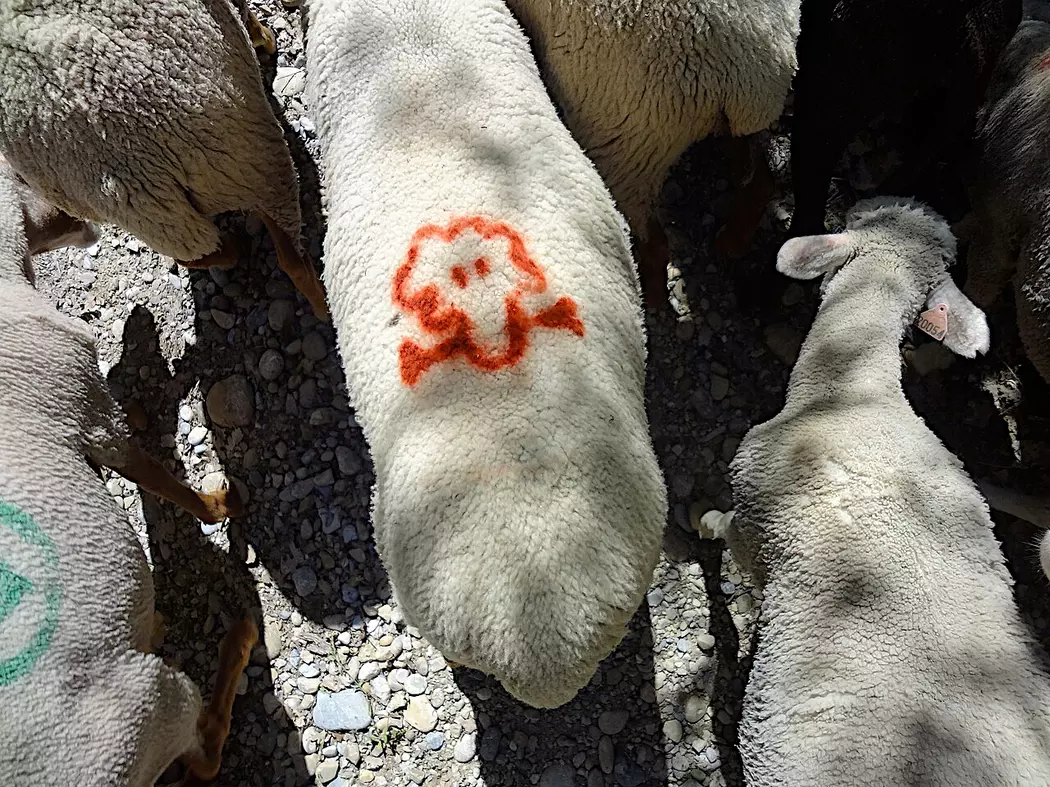 Anarchism: Last hope for the Environment